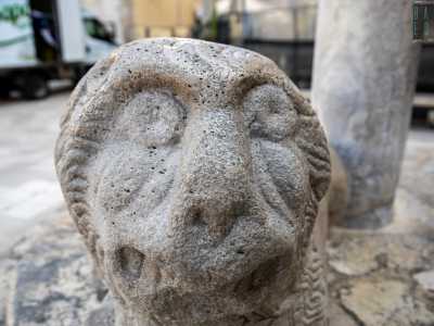 ...gli occhi sono grandi e sbarrati, con pupille caratterizzate da un ampio foro, e la canna nasale � larga e corta, appiattita superiormente